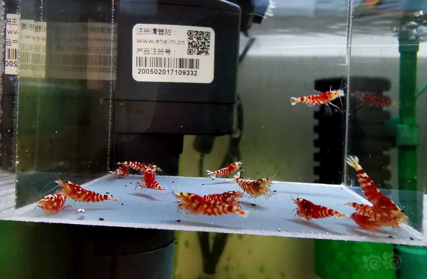 【虾】2020-4-27#RMB拍卖红花虎20只-图2