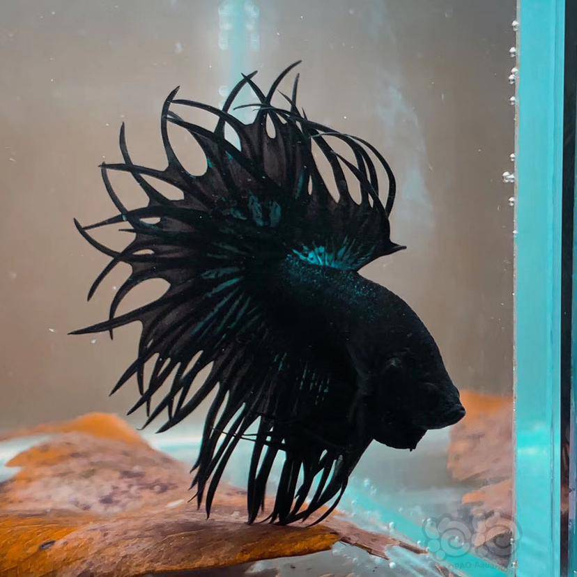 斗鱼kingct小黑黑