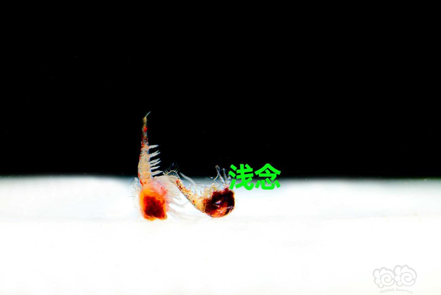 外星球来的苏虾，一项关于氢离子聚集对苏虾繁殖影响的实验，ciel希尔实验室摄-图5