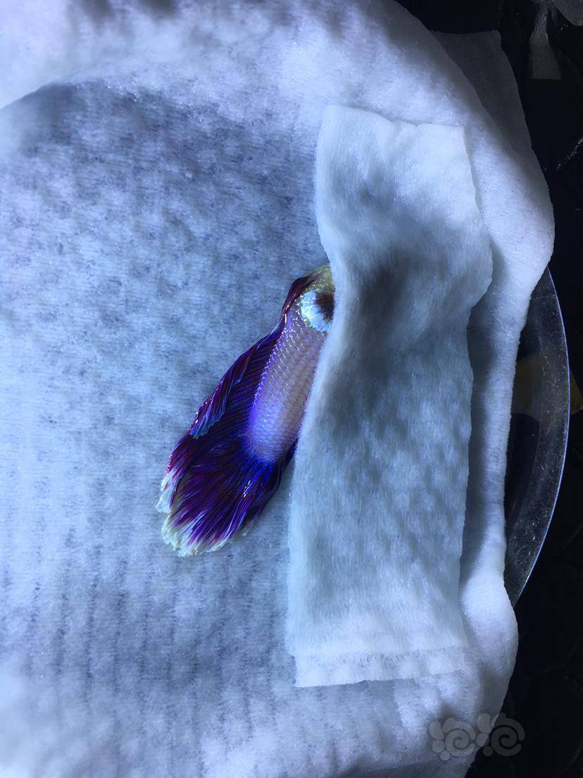 斗鱼腹积水严重