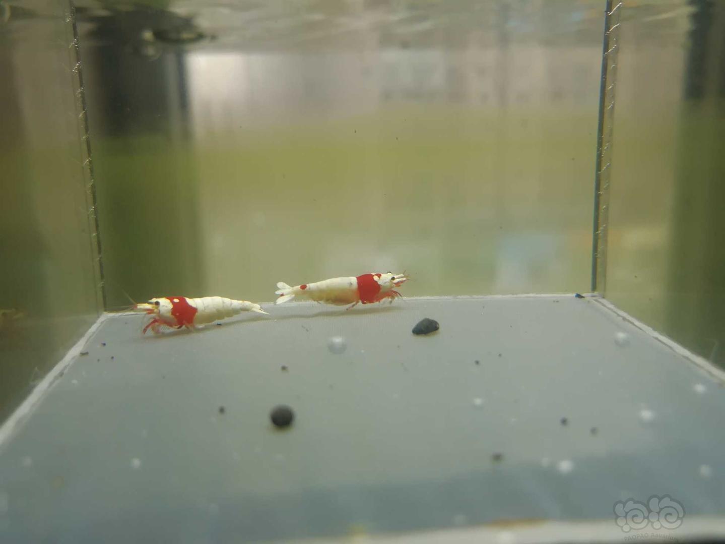 【虾】2020-04-21#RMB拍卖#红白纯血水晶虾一份2只-图7