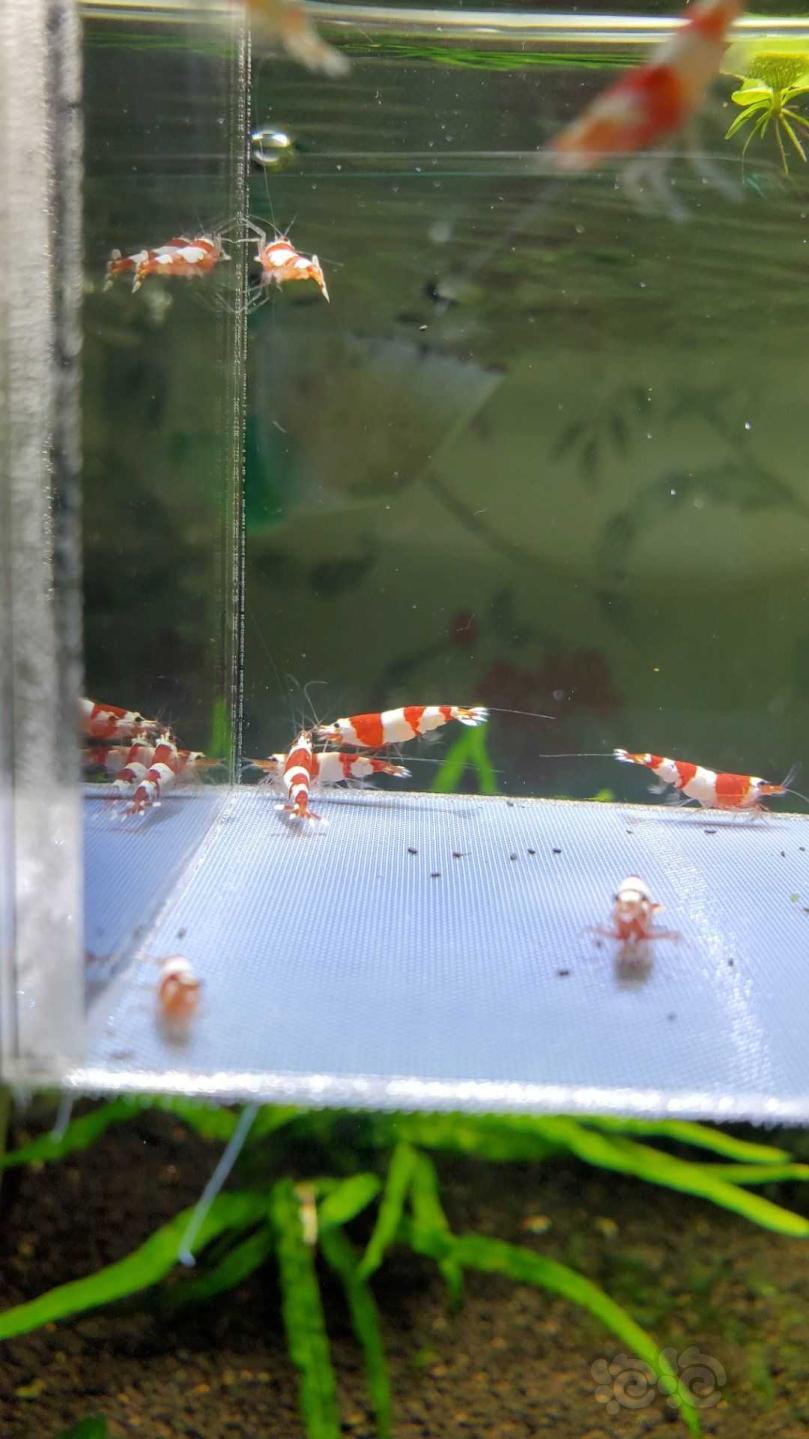 【虾】2020-04-09#RMB拍卖红白水晶虾10只。-图6