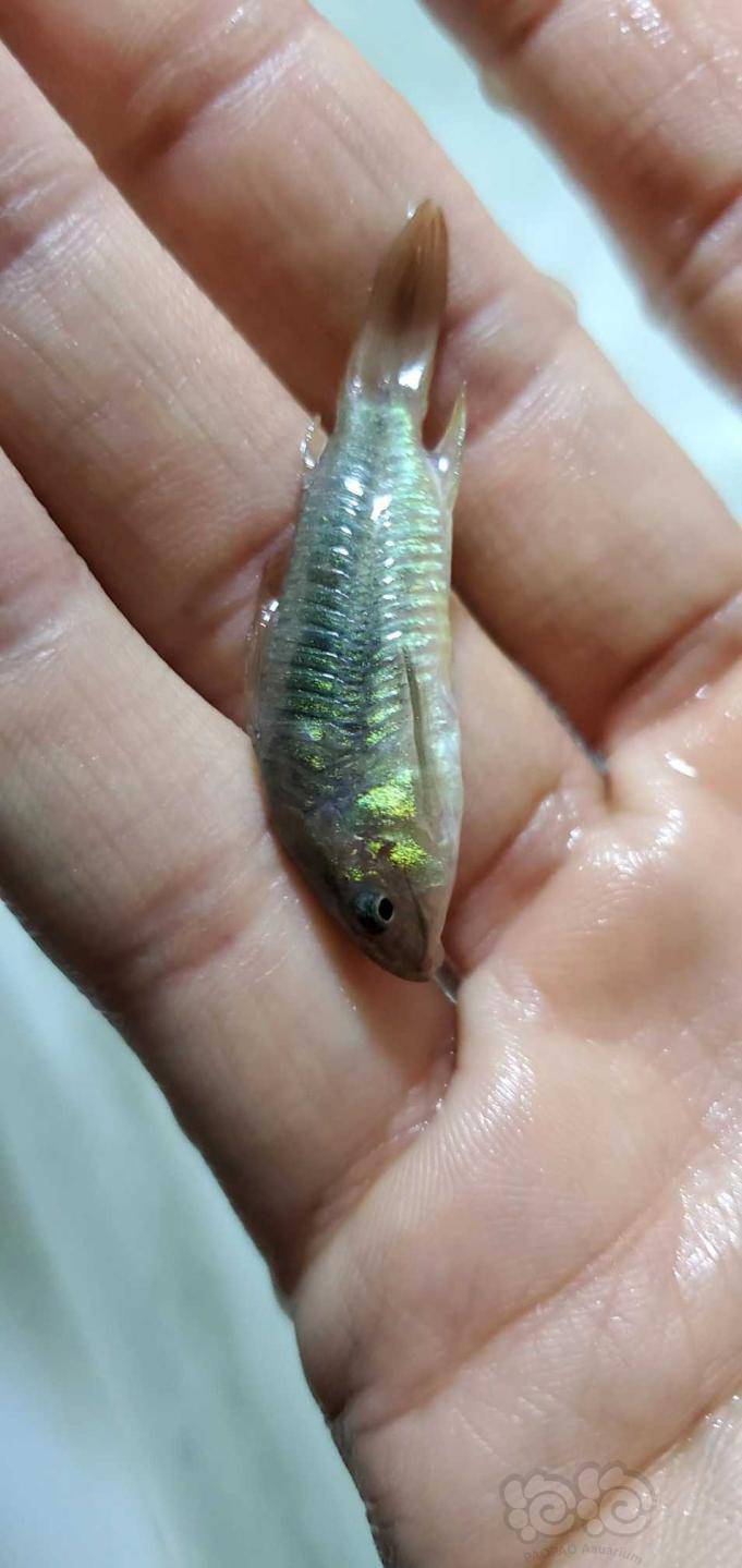 热带鱼鼠鱼异形灯科鱼