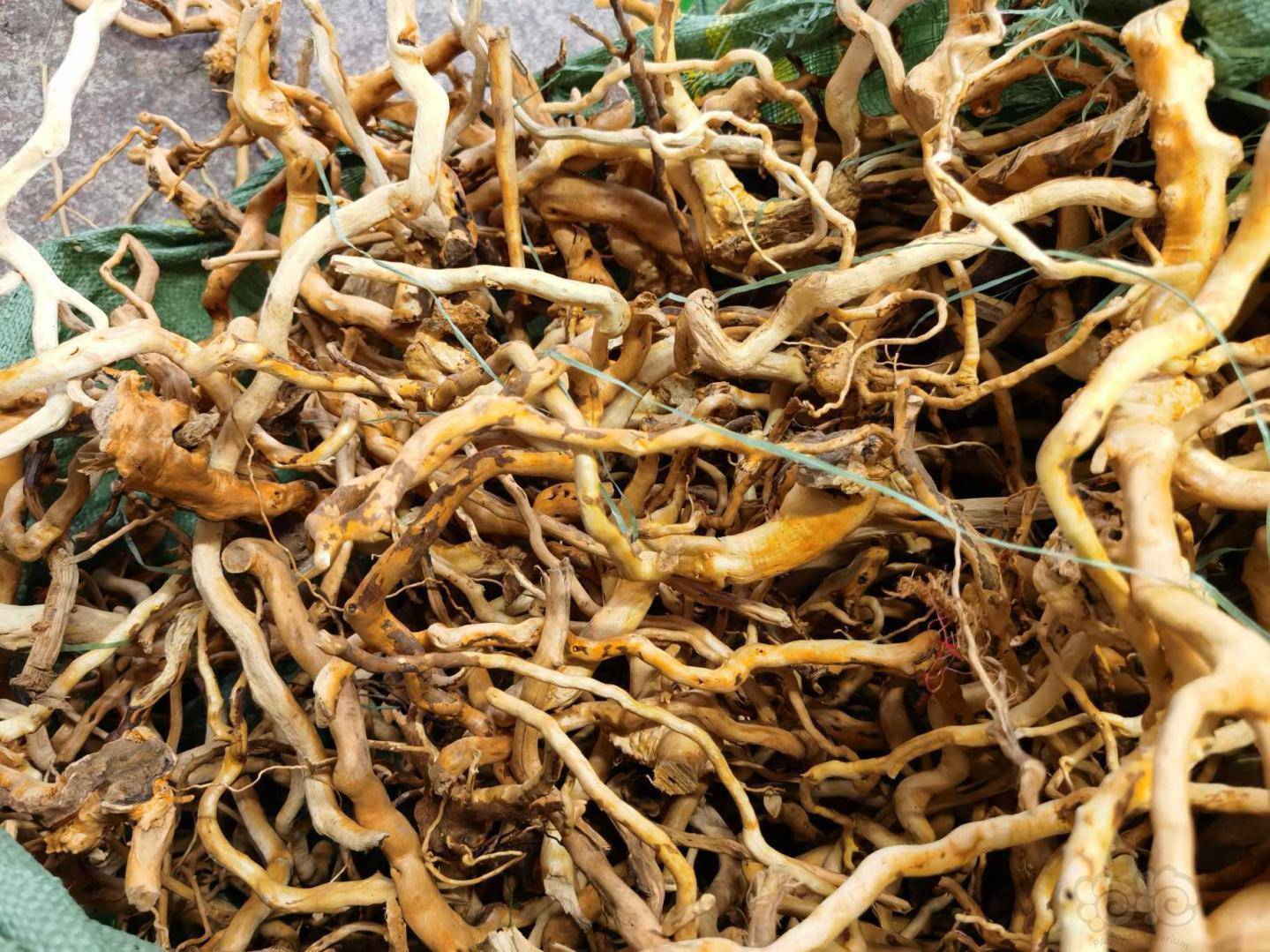 给大家晒下自己的杜鹃根枝条