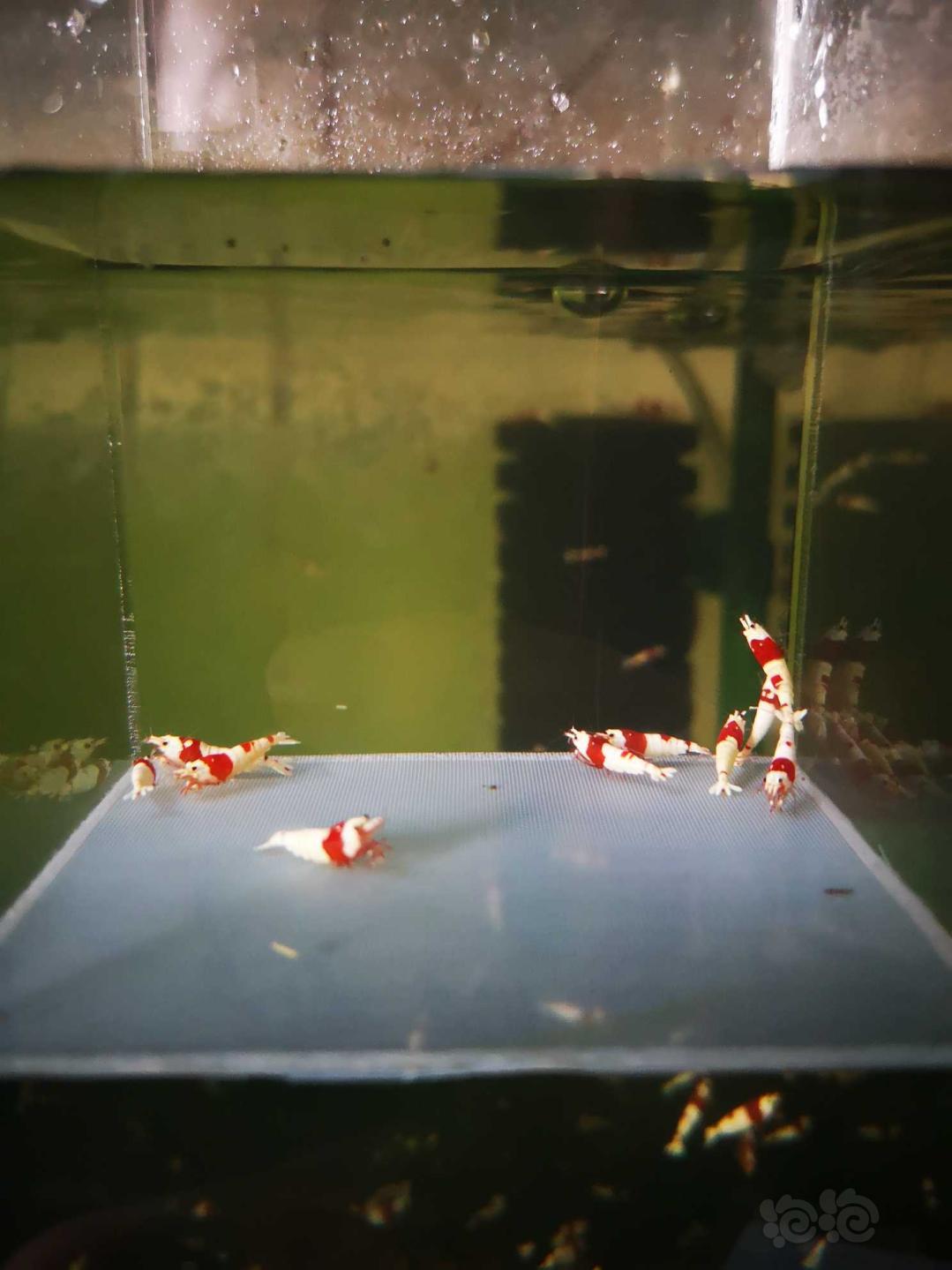 【虾】2020-4-10#RMB拍卖#红白水晶虾一份10只-图3