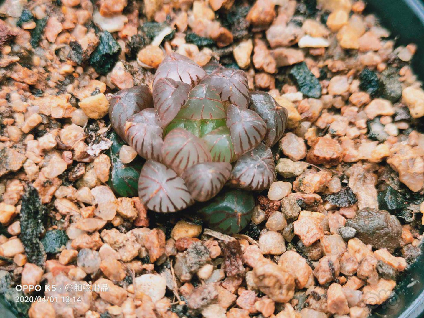 十二卷紫姬玉露实生