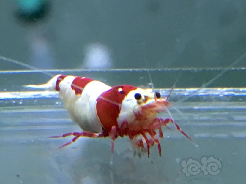 【虾】2020-04-15#RMB拍卖1公3母红白水晶虾-图3