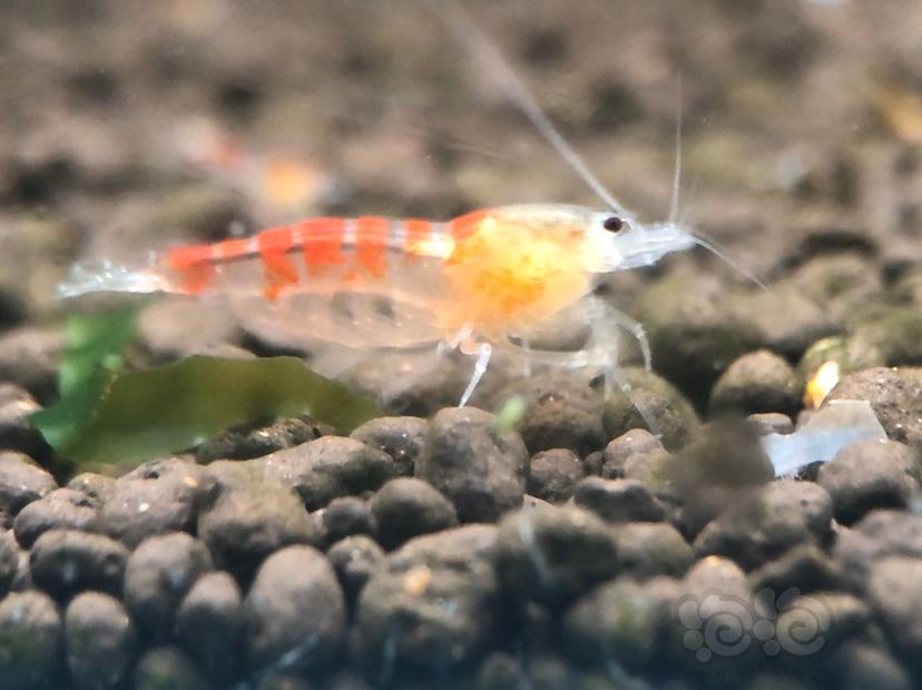 【虾】2020-04-12#RMB拍卖#黄金龙水晶虾一份5只-图3