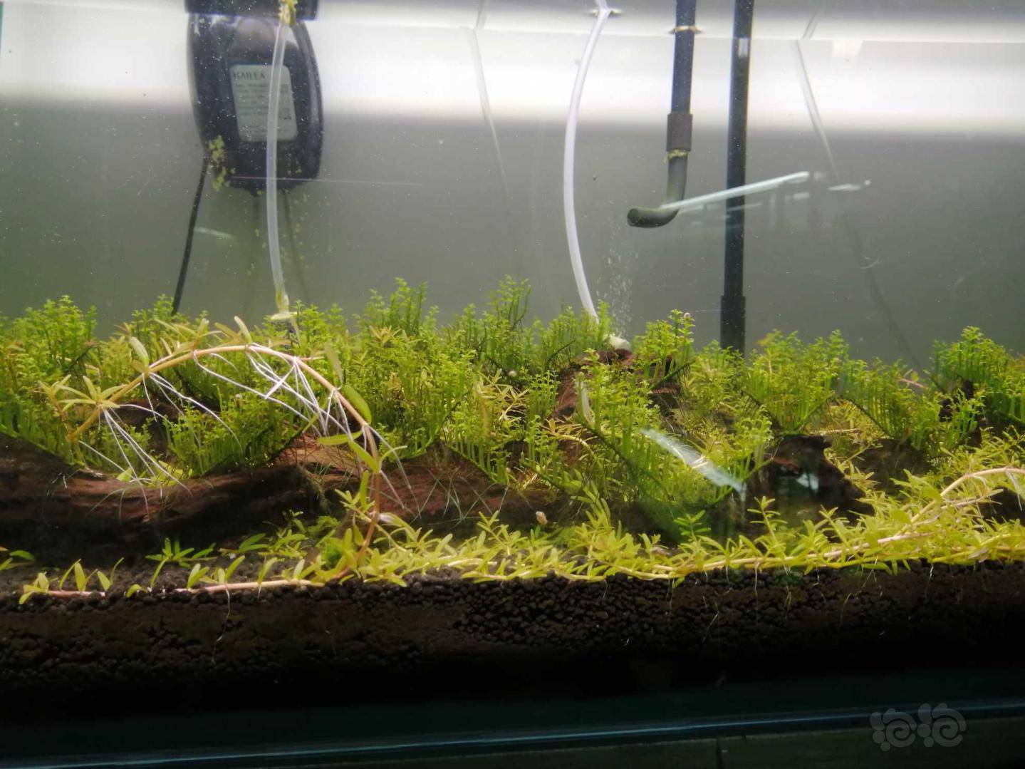 忍无可忍的迷你黑木蕨缸