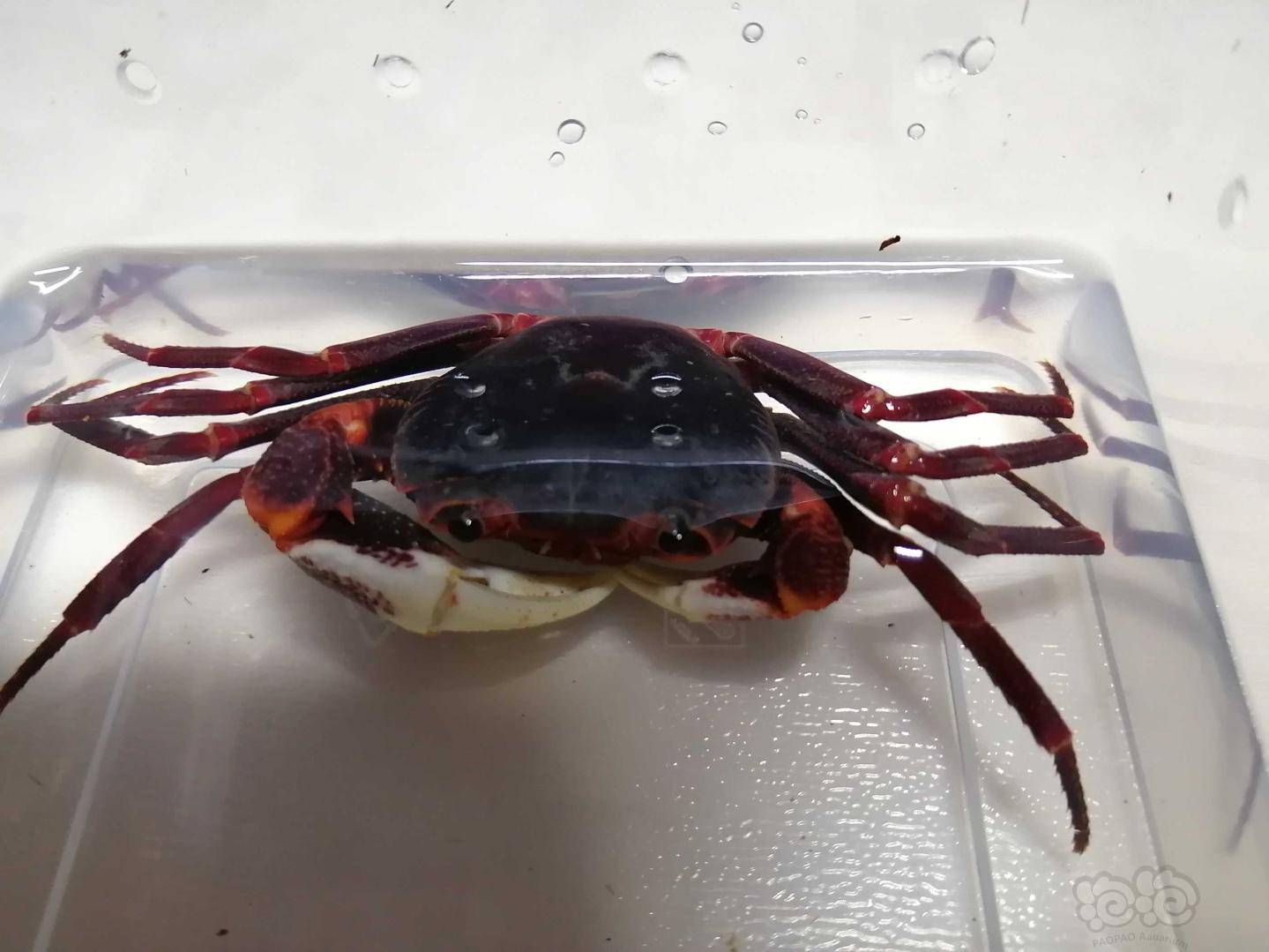 会爬树的新内溪蟹