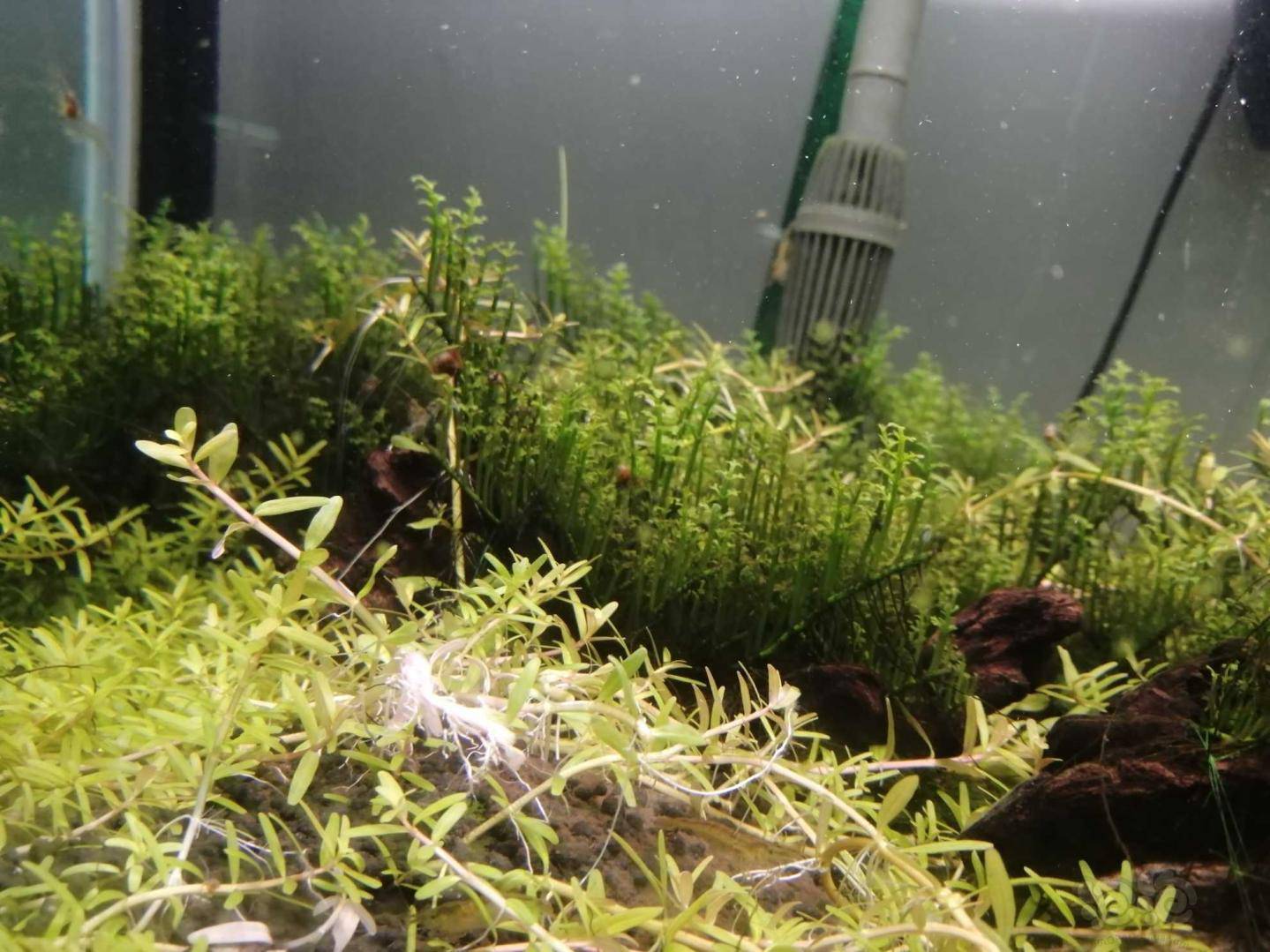 忍无可忍的迷你黑木蕨缸