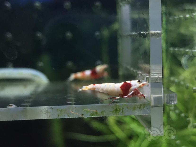 【虾】2020-04-28#RMB拍卖#红白水晶虾一份3只-图3