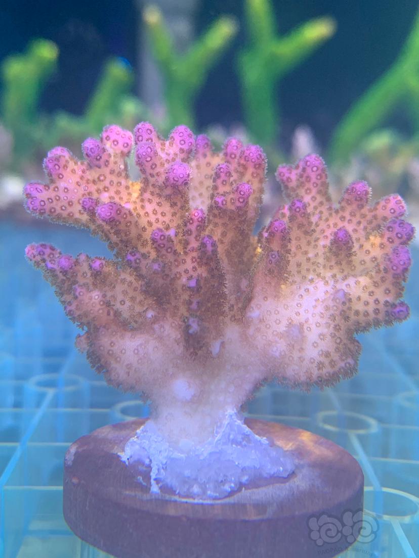 硬骨珊瑚sps