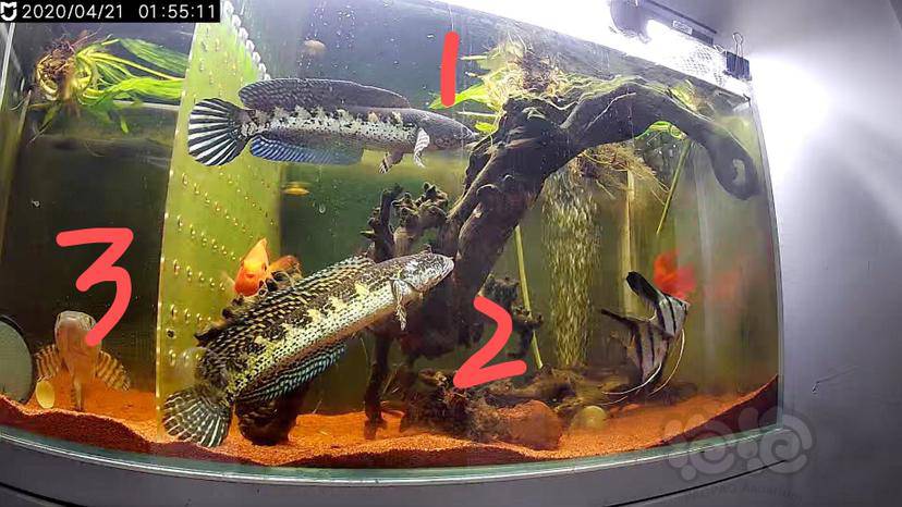 【雷龙】我的4条眼镜蛇雷龙,两公两母.