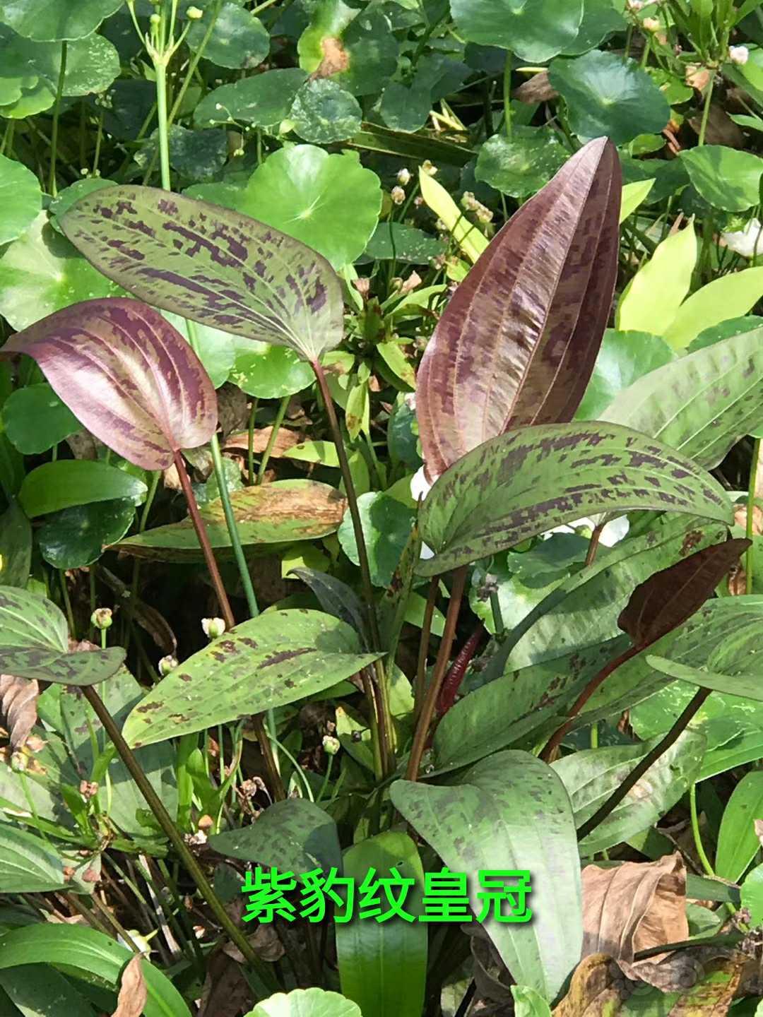 出挺水植物  新旦皇冠   紫皇冠  豹纹皇冠  宽细叶龙鞭  各种睡莲  和阴性草-图5