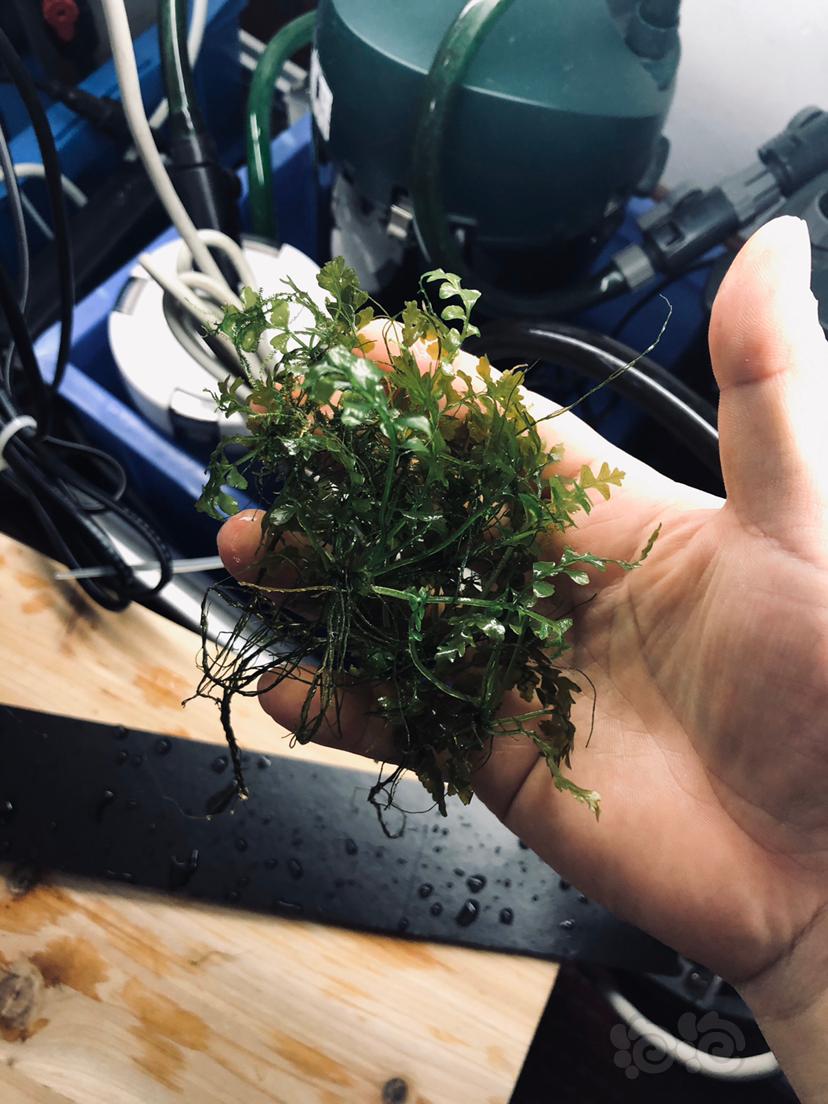 出一份青木蕨苗子和珊瑚moss-图1