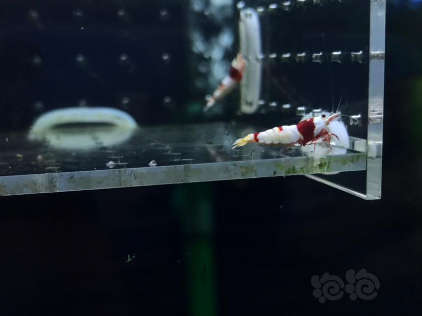 【虾】2020-04-28#RMB拍卖#红白水晶虾一份3只-图1