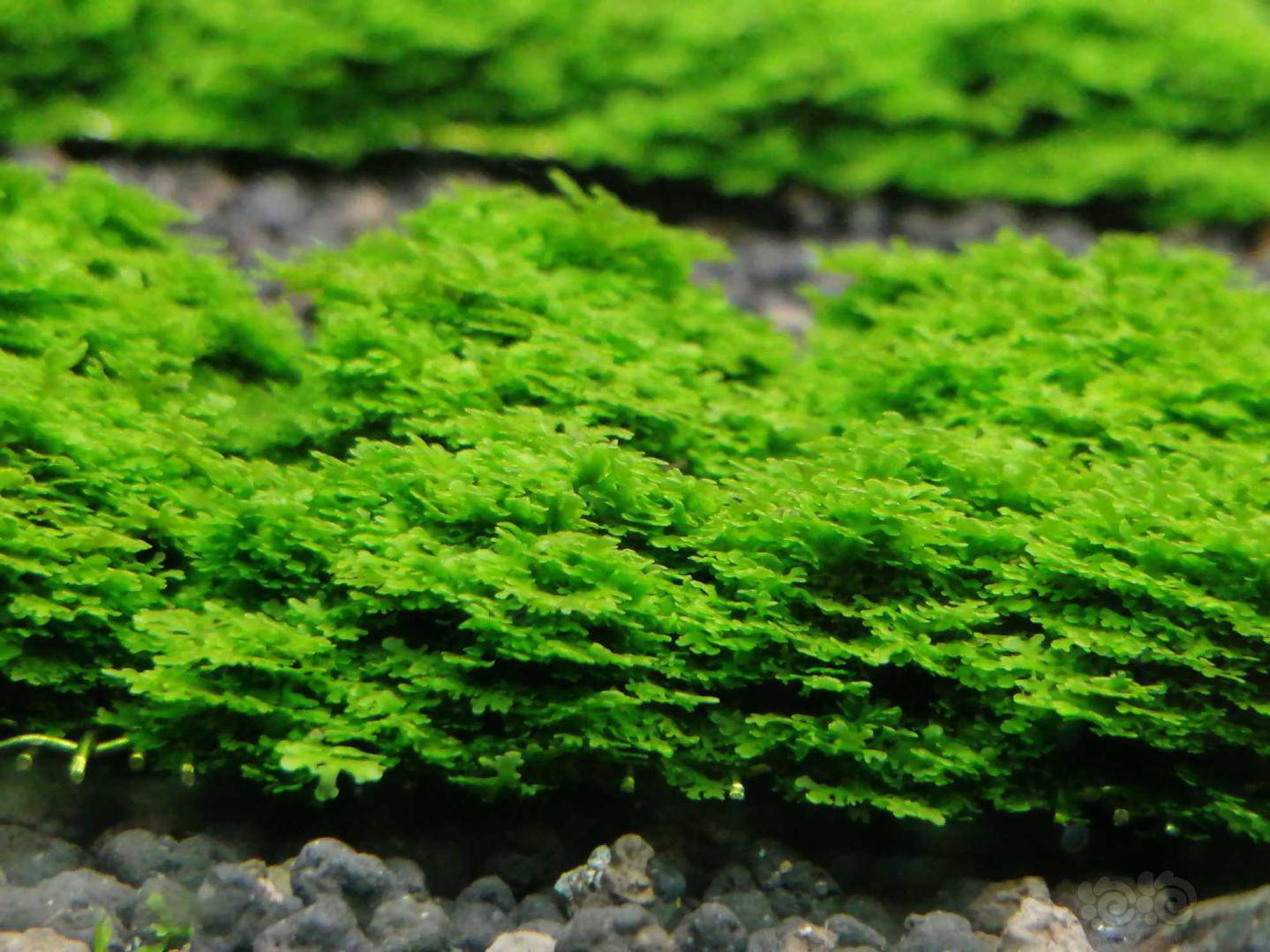 水草出售迷你珊瑚莫丝2份