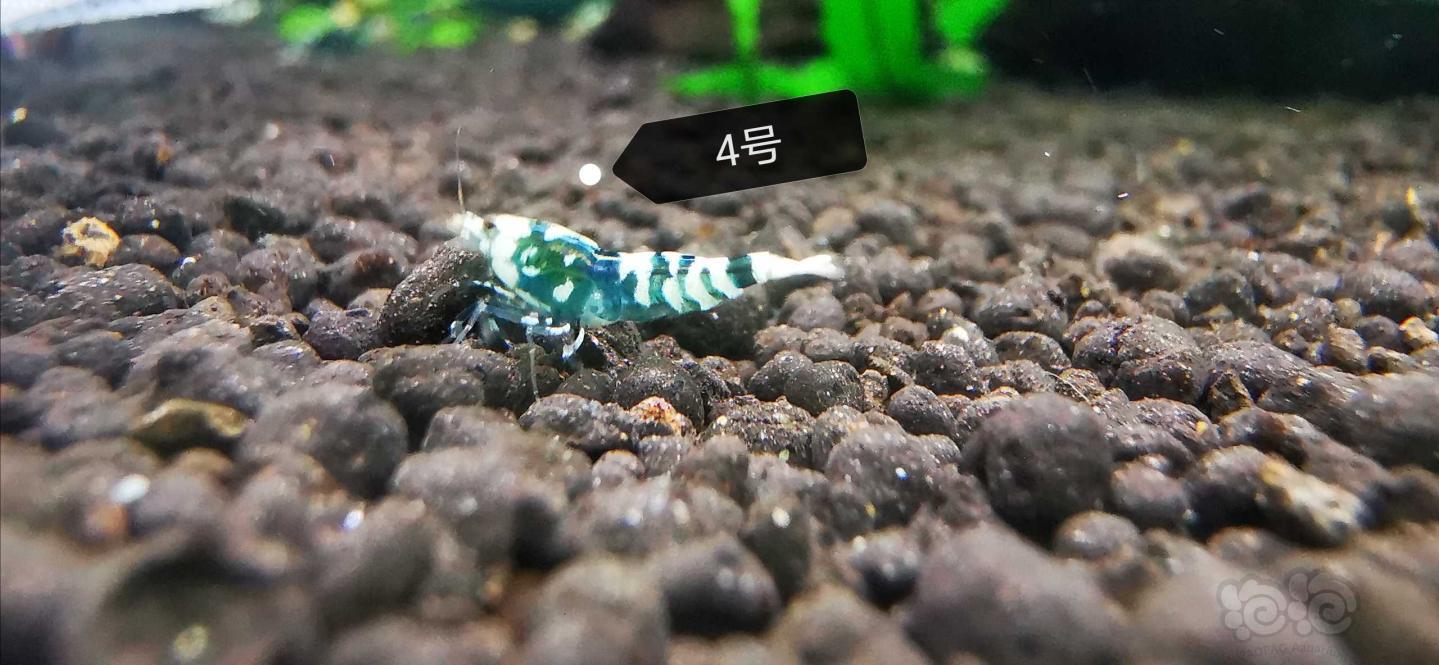 【虾】2020-04-17#RMB拍卖银河虎4只-图4