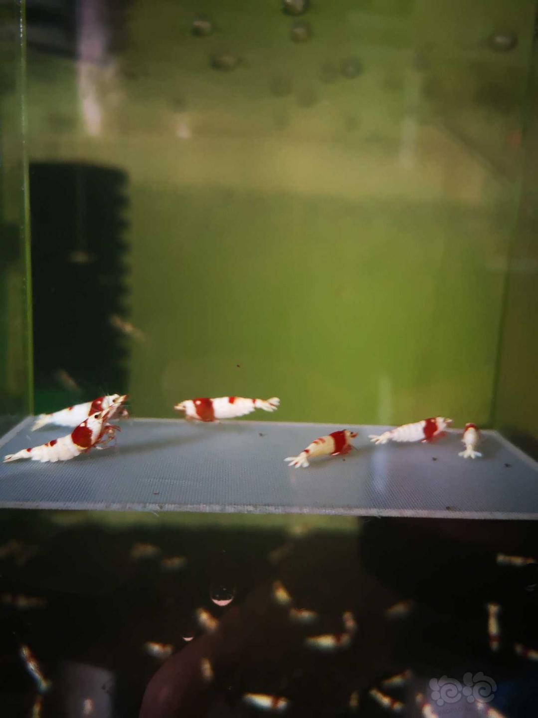 【虾】2020-4-8#RMB拍卖#红白水晶虾一份6只（3公3母）-图1