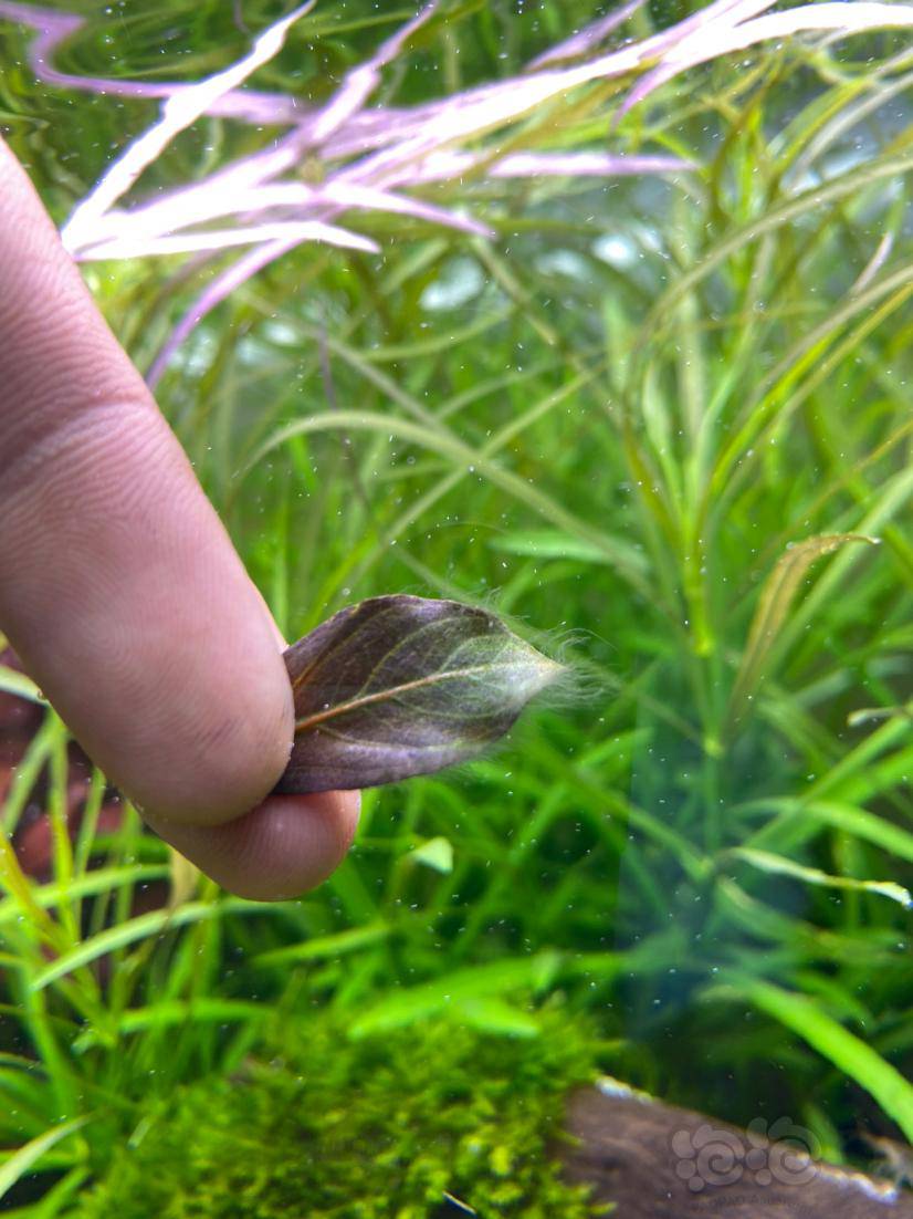 黑毛藻翻缸指日可待