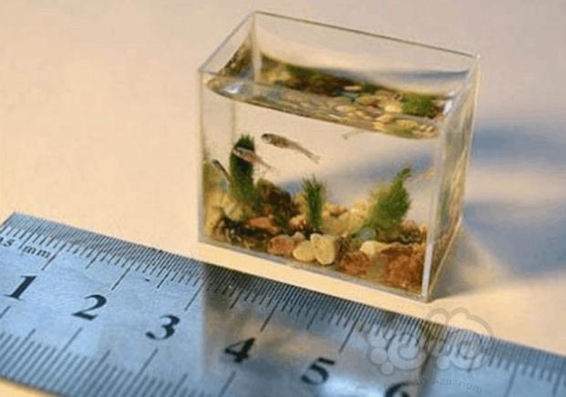 【其它】这是世界上最小的一个鱼缸，只有三厘米，能养世界上最小的鱼，观赏时要用放大镜。-图1