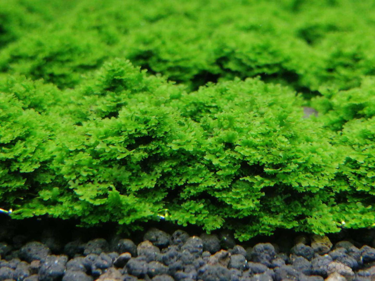 20200416rmb拍卖迷你珊瑚莫丝一片2