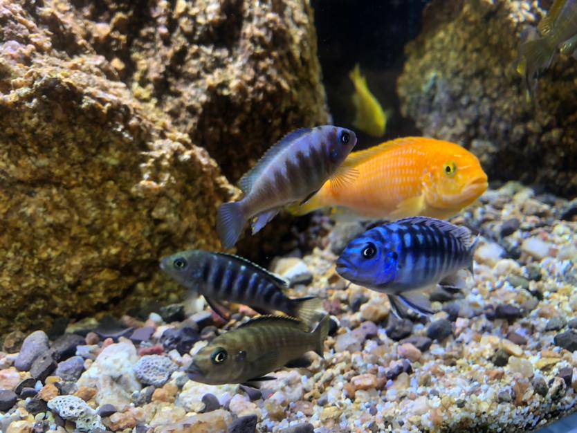 三湖慈鲷麦森大骷髅