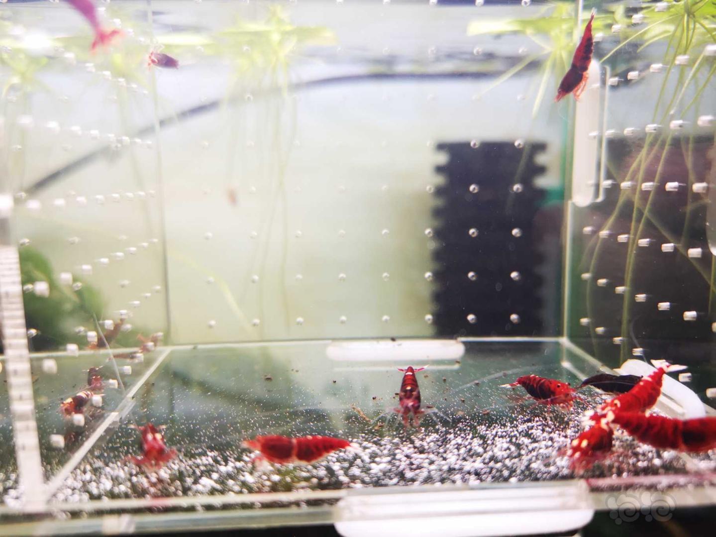 【虾】2020－04－04#RMB拍卖深红小怪兽水晶虾-图7