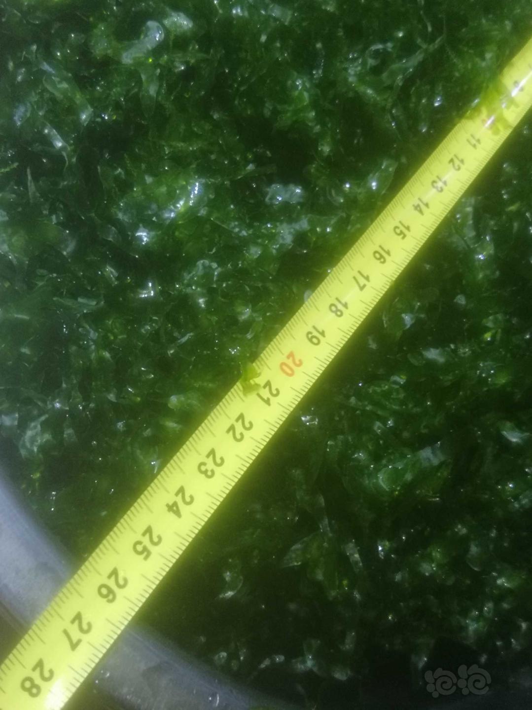 【用品】2020-04-09#RMB拍卖怪蕨一份-1-图6
