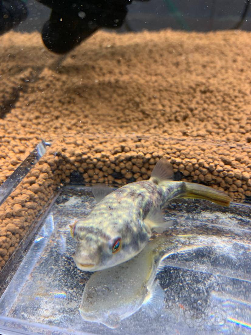 热带鱼江浙沪出2条斑马狗头