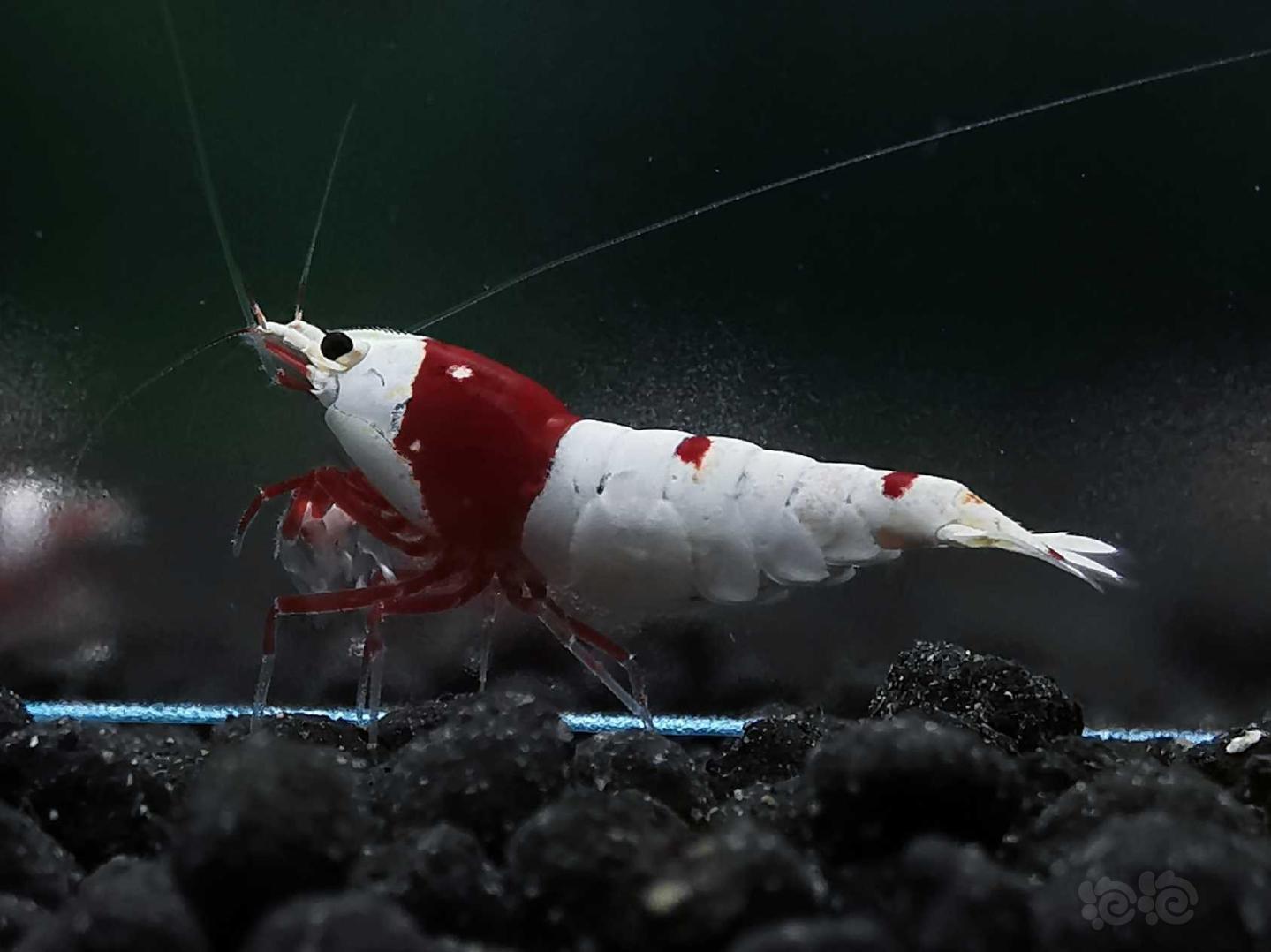 【虾】2020-04-29#RMB拍卖红白水晶虾一对-图1