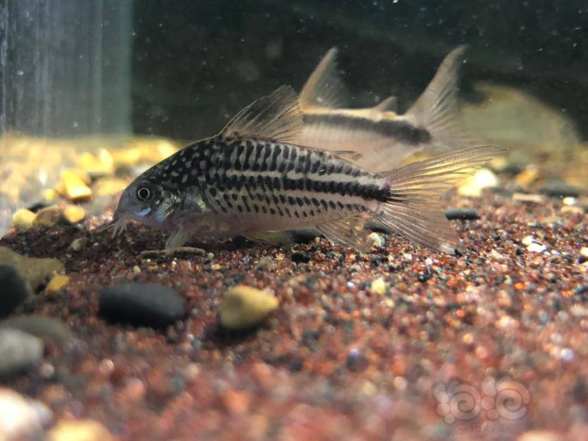 【鼠鱼】问鱼问鱼,这是什么鼠,蓝纹还是黄翅绅士-图1