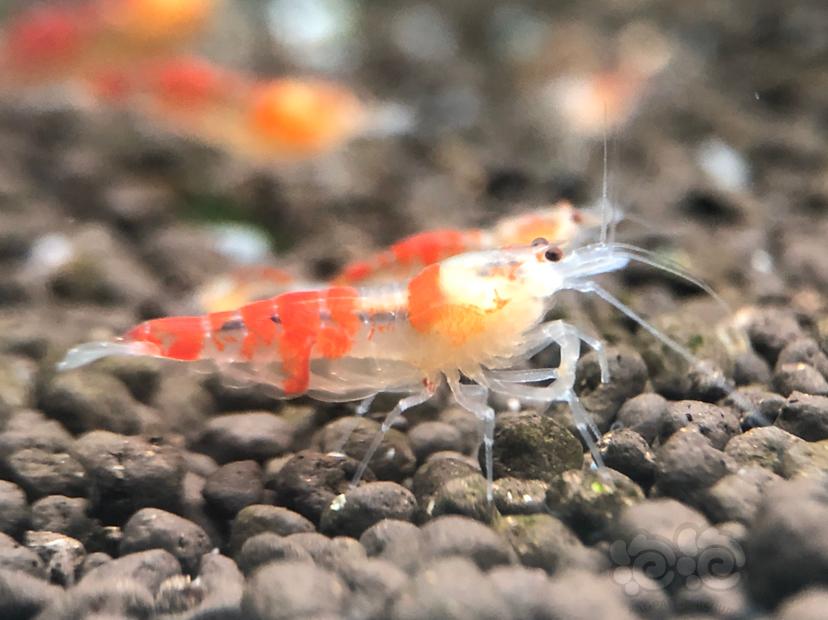 【虾】2020-04-12#RMB拍卖#黄金龙水晶虾一份5只-图4