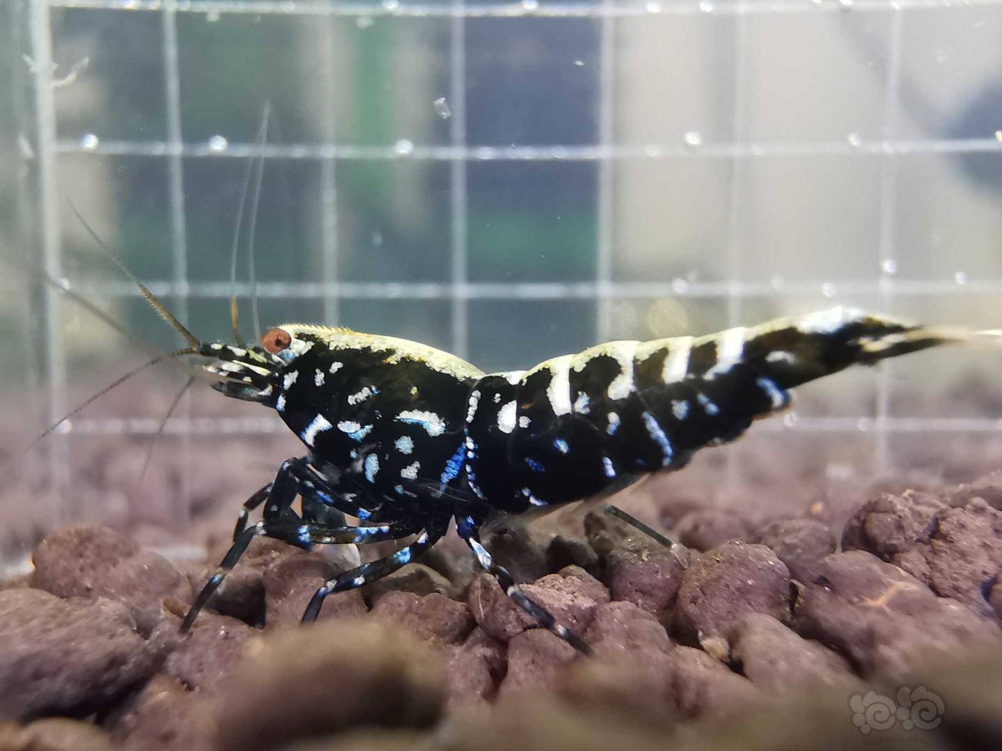 20200424rmb拍卖黑银河星钻繁殖组一份3只