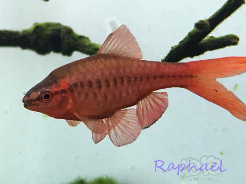 【灯科鱼】疯狂樱桃长尾