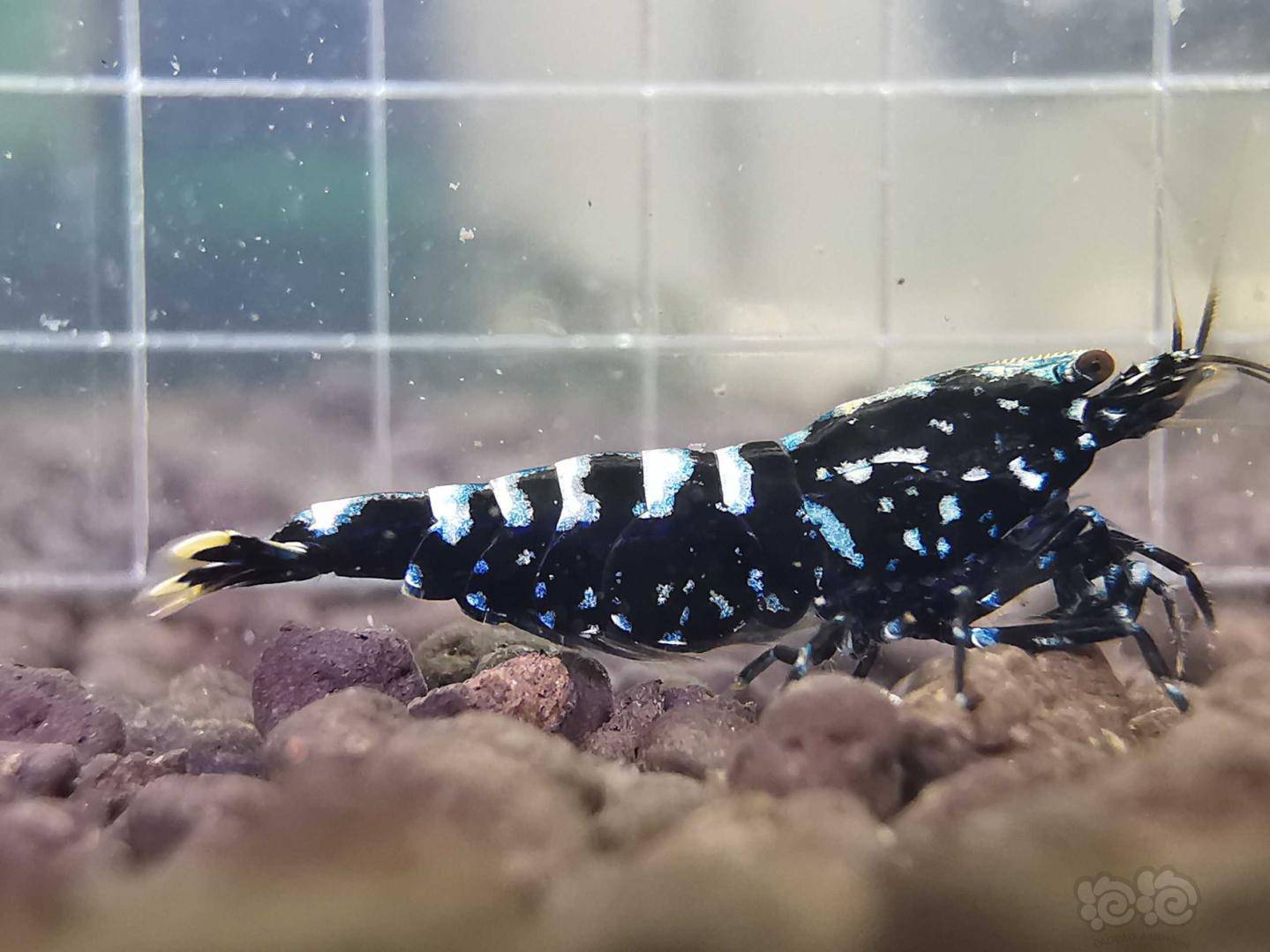 20200424rmb拍卖黑银河星钻繁殖组一份3只