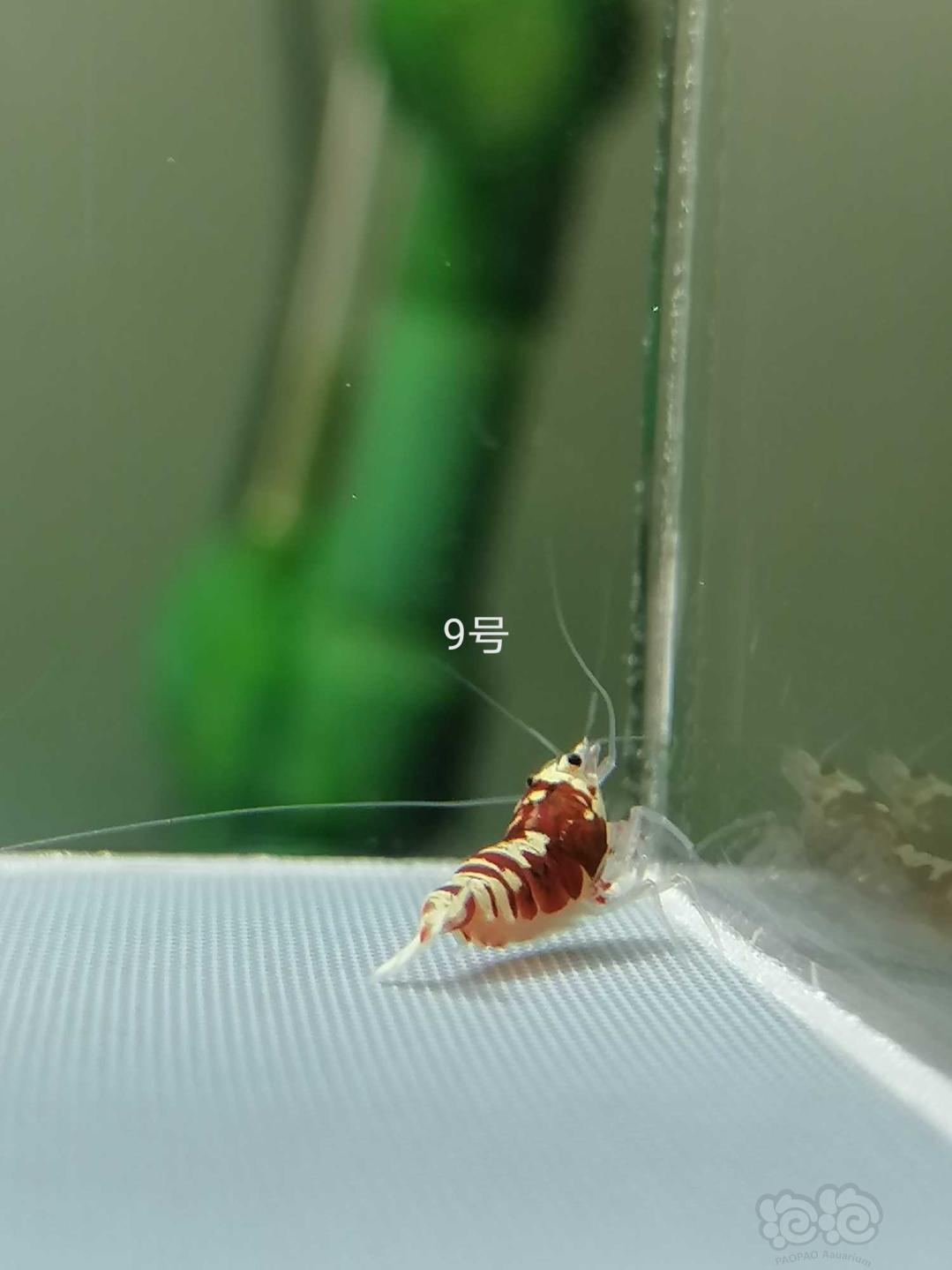 【虾】2020-4-24#RMB拍卖虎皮繁殖组11只-图9