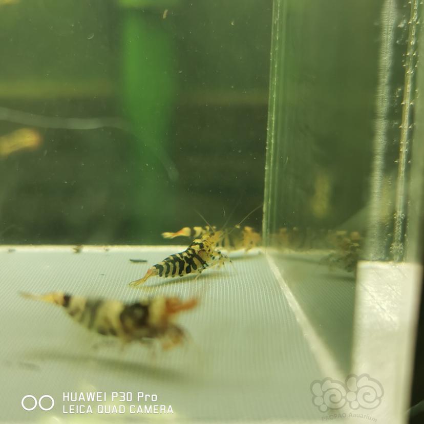 【虾】2020-04-20#RMB拍卖淘汰黑花虎10只-图1