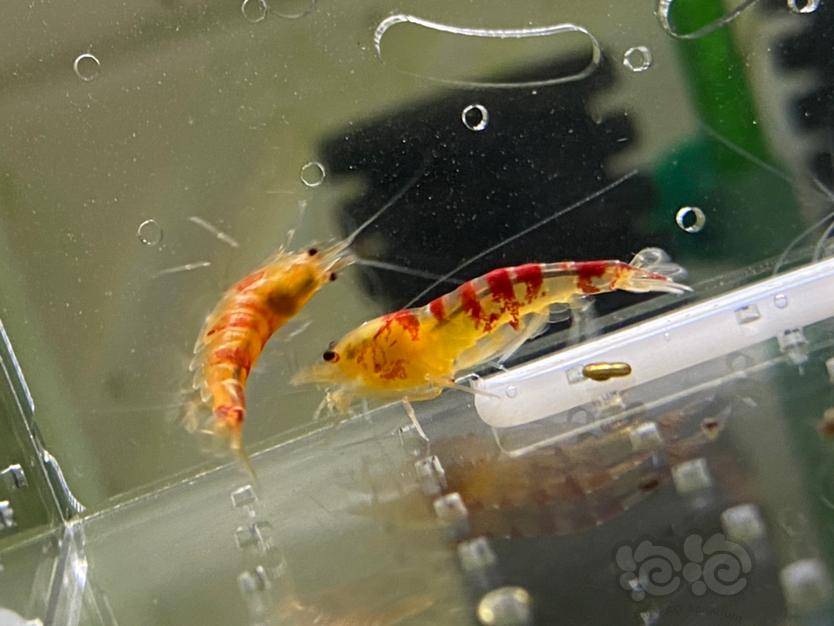 【虾】2020-04-02#RMB拍卖#黄金龙水晶虾一份5只-图3