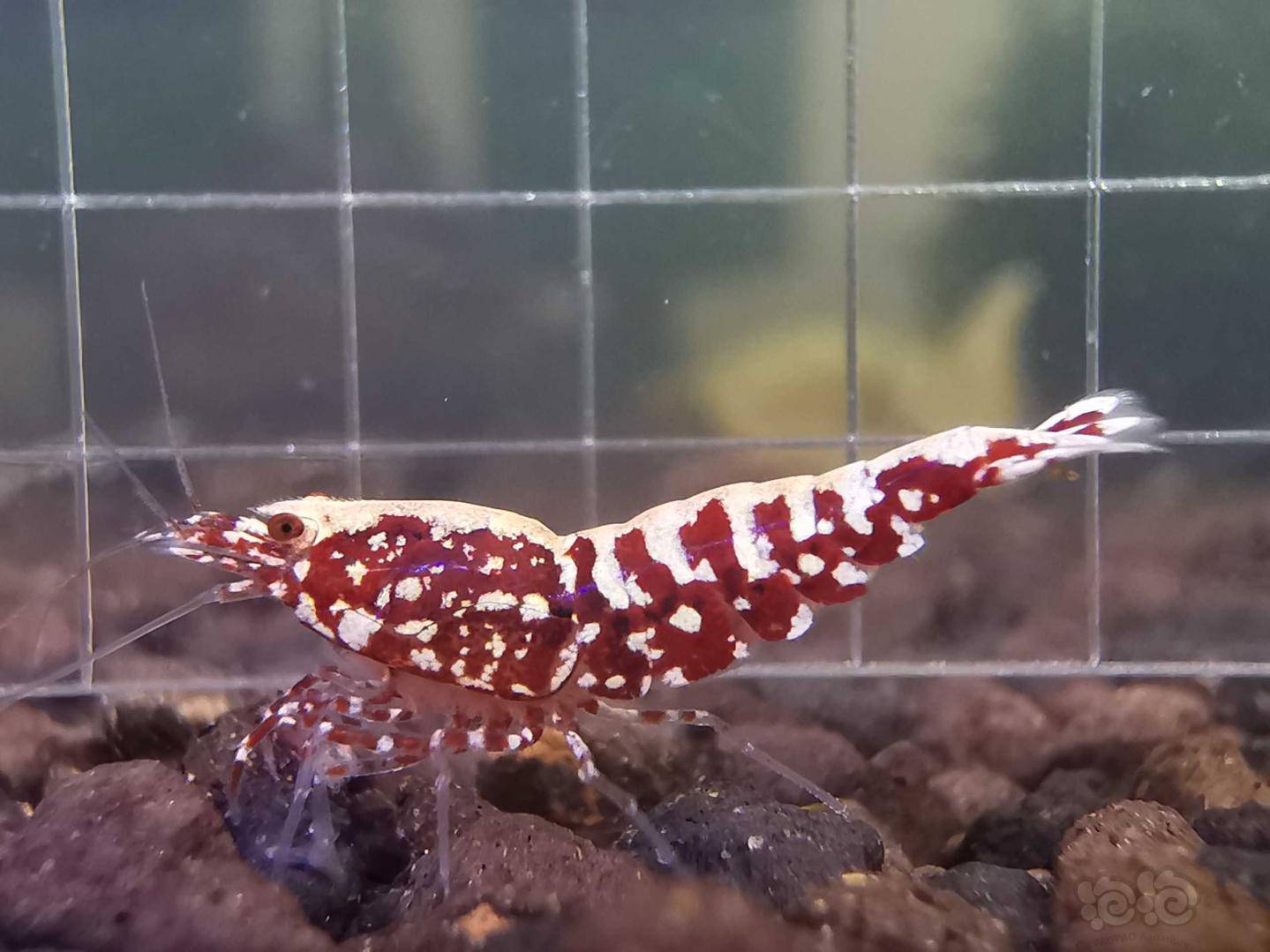 20200422rmb拍卖红银河水晶虾一份6只