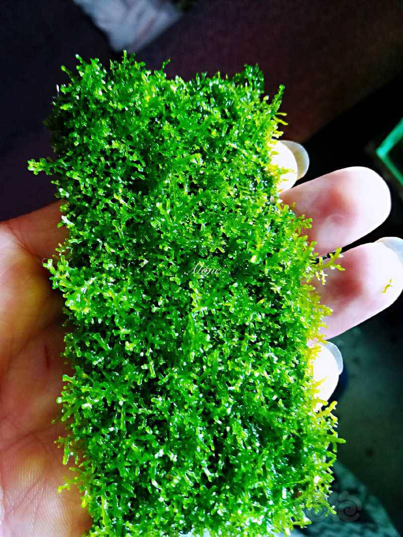 珊瑚莫斯小叶美凤翅脉蕨果露蕨迷你珊瑚
