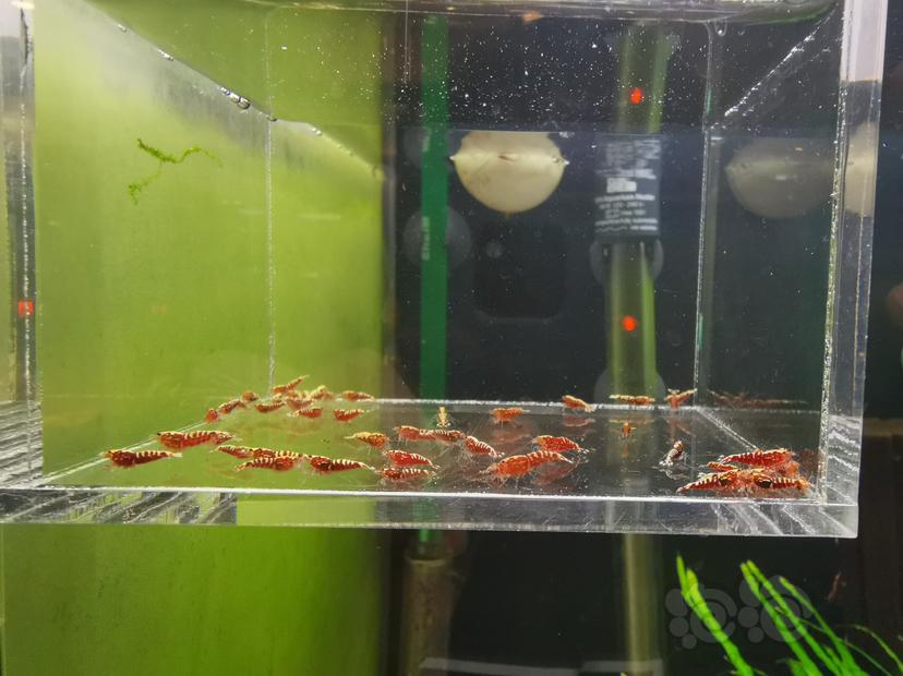【虾】2020-04-27#RMB拍卖红银河鱼骨幼虾一组50只-图3