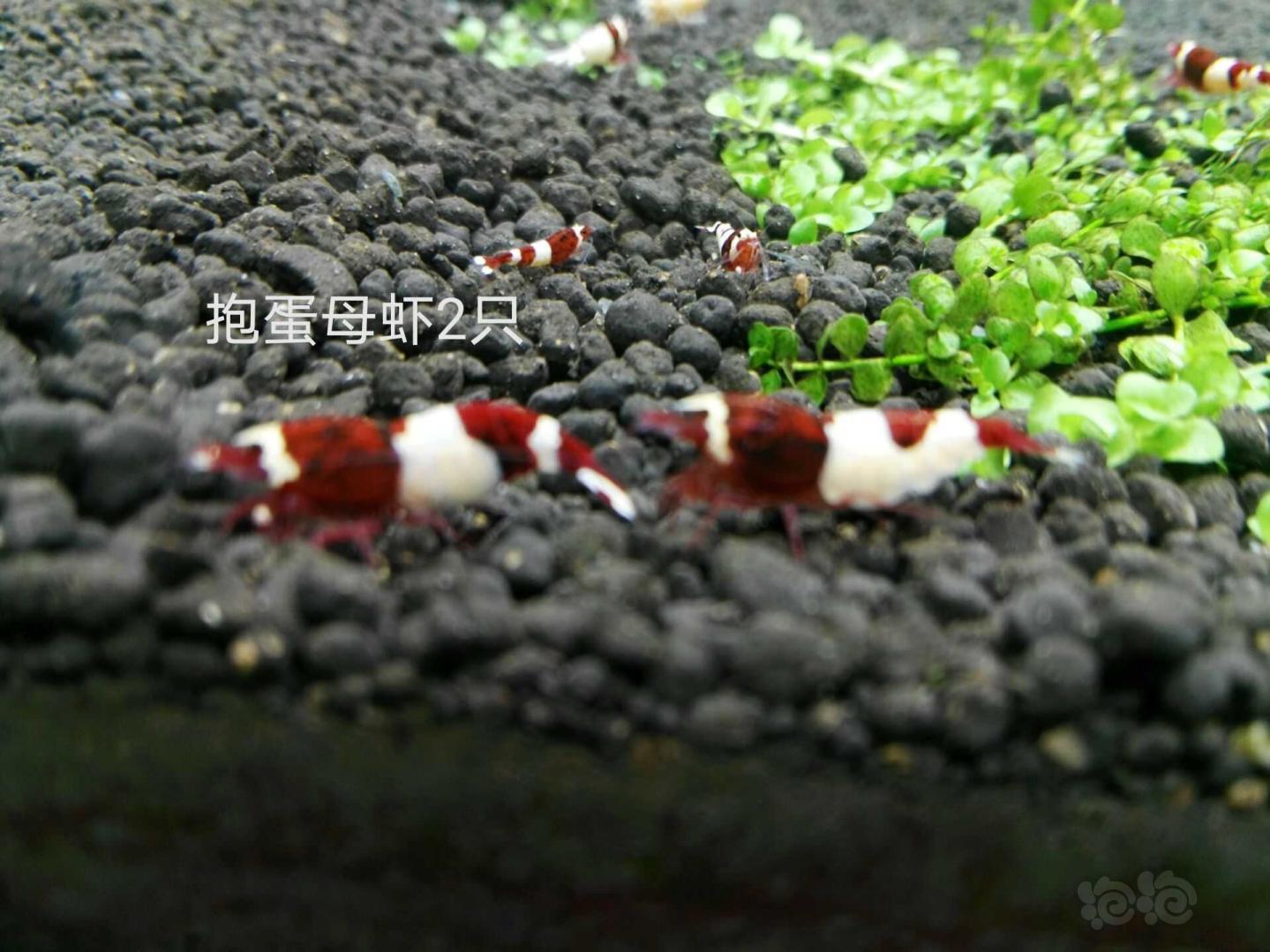 【虾】2020-4-21#RMB拍卖酒红一份 8母2公 (3只母抱蛋)-图1