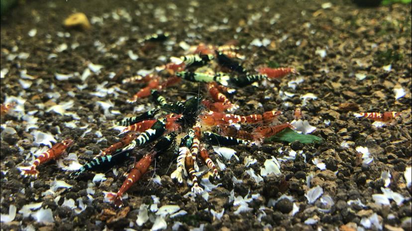 【水晶虾】清缸-黑红虎p水晶虾-图8