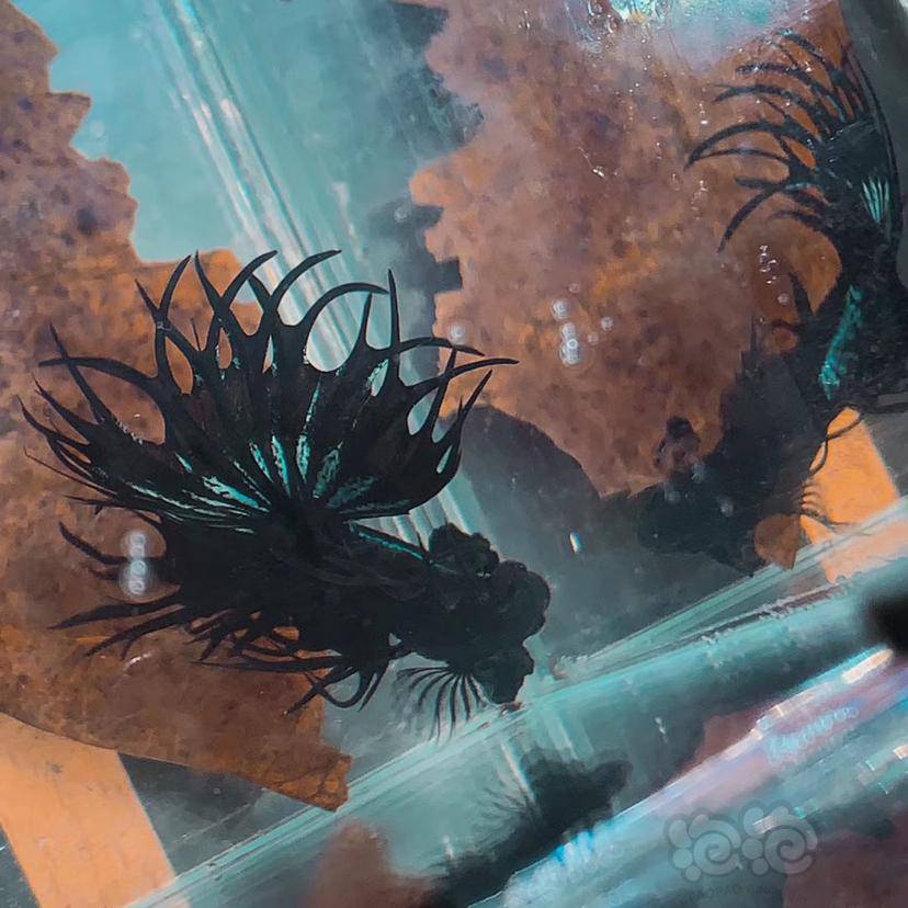 斗鱼kingct小黑黑