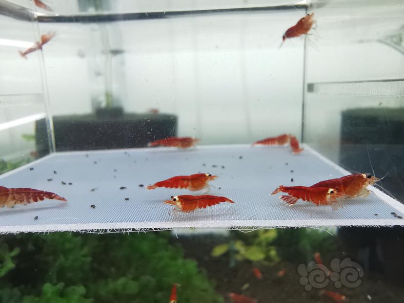【虾】2020-04-16#RMB拍卖圣诞红全红一份10只-图3