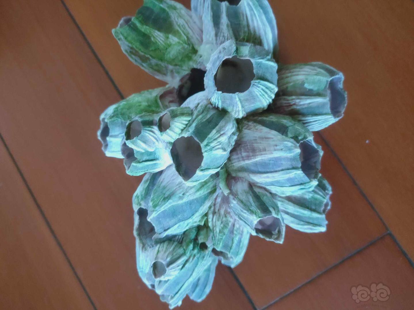 【出售】出售，天然海石花，紫藤壶壳-图2