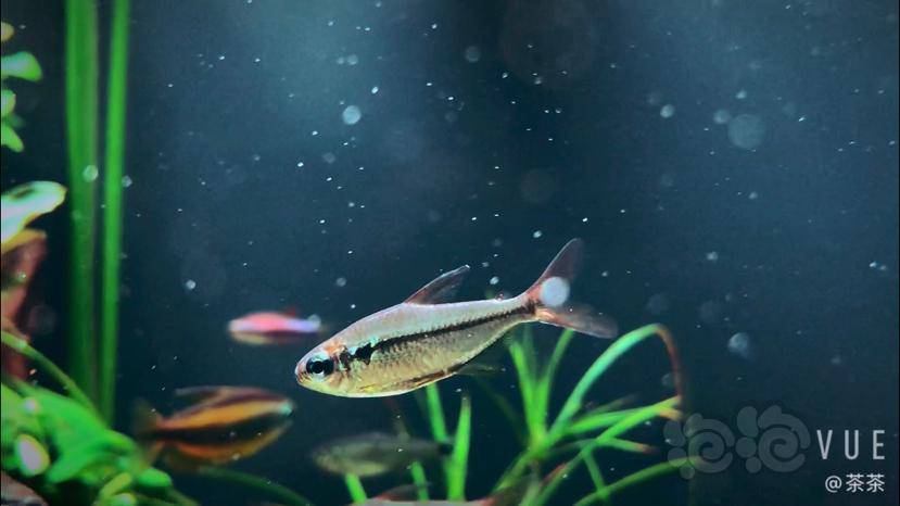 灯科鱼素雅但是别致的窈窕公主灯