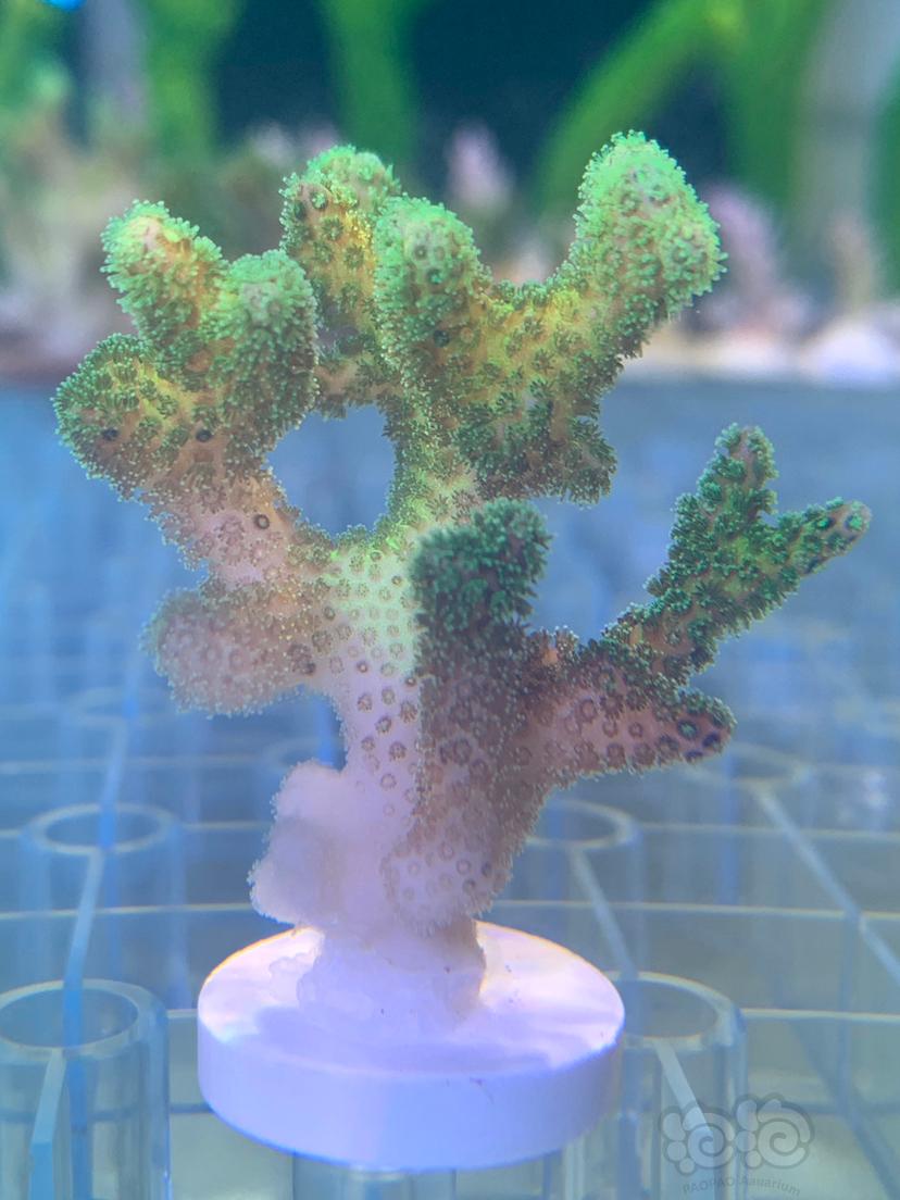 硬骨珊瑚sps